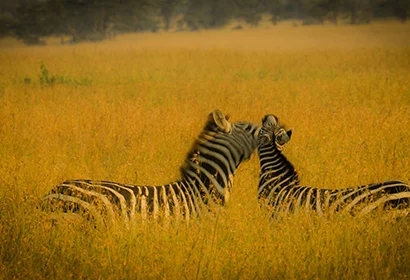 MIKUMI NATIONAL PARK