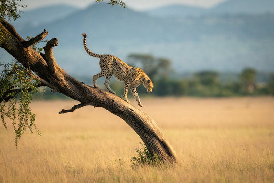 Serengeti Safari
