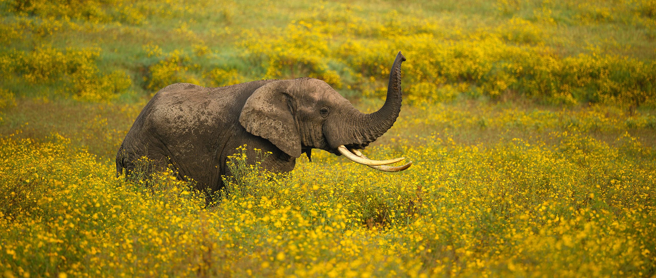 2-Day Zanzibar to Ngorongoro Crater & Tarangire Tour