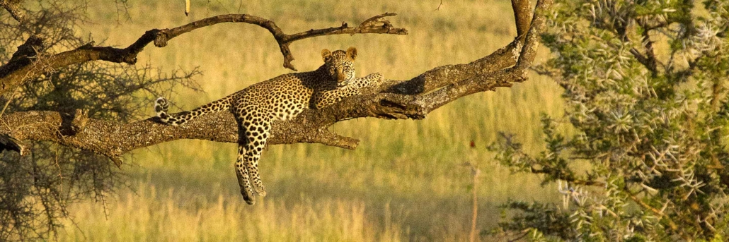 8-Day Safari Tarangire, Serengeti, Ngorongoro Crater (Affordable)