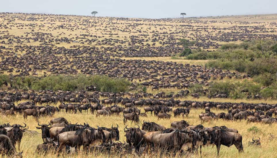 Full Day Northern Serengeti to Mara River Crossing