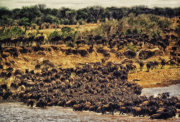 10-Day Wildebeest Migration Safari with Culture & Acidic Lakes