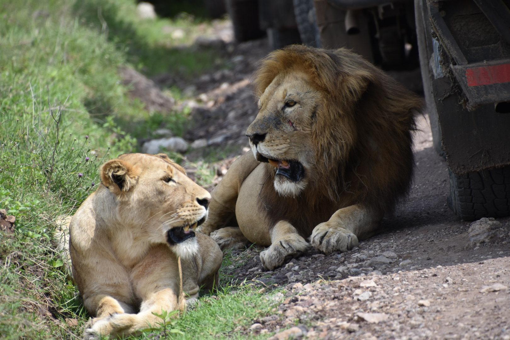 Ruaha National Park