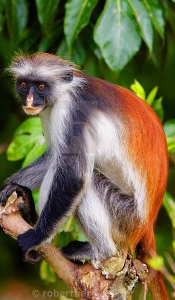 Zanzibar Red Colobus Monkeys